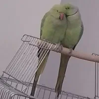 یکجفت طوطی ملنگو