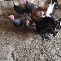 بوقلمون
