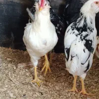 خروس گلین لری اصیل ریشو امساله