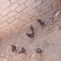 با سلام خسته نباشید|حیوانات مزرعه|زهک, |دیوار