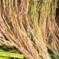 برنج هاشمی درجه یک دره رود