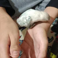 تعدادی جوجه کوتوله برزیلی فول دستی|پرنده|مشهد, وحید|دیوار