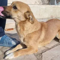 واگذاری سگ نژاددار|سگ|تبریز, |دیوار