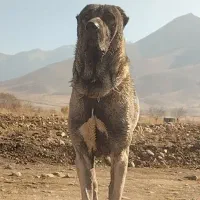 کانگال اصیل