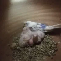 جفت مرغ عشق مولد با ۲ جوجه+ جوجه سرلاکی