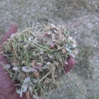 فروش کاه لوبیا|عمده‌فروشی|نظرآباد, نظرآباد|دیوار