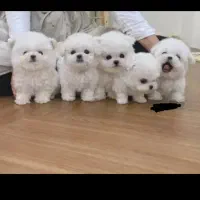 پت های مختلف واکسینه شده رسید