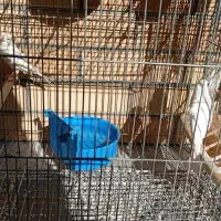 پرنده|پرنده|پیر بکران, |دیوار