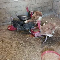 فروش بوقلمون نر وماده