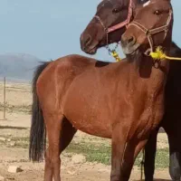 اسب پالونی  بارکش