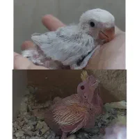 عروس سرلاکی وکوتوله سرلاکی رنگ خاص