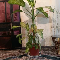 گل دیفن|گل و گیاه طبیعی|دوگنبدان, |دیوار