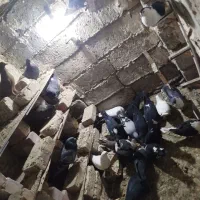 کبوتر کوله ایی|پرنده|هیرمند, |دیوار