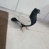 کمتر سینه سیاه