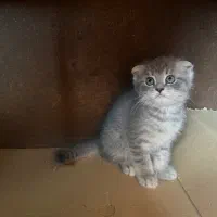 سه تا بچه گربه اسکاتیش