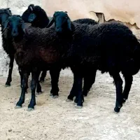 بره نر سبک پا پروار