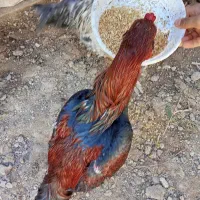 خروس لاری|حیوانات مزرعه|ماهدشت, |دیوار