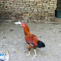 دو عدد خروس|حیوانات مزرعه|مینودشت, |دیوار