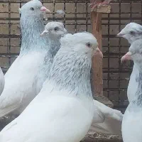 کبوتر کفترکله الماسی،تک و عمده