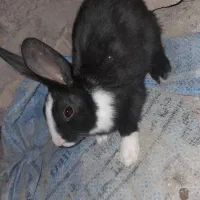 خرگوش خوشگل معاوضه ای|موش و خرگوش|خاش, |دیوار