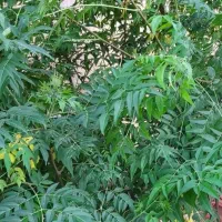 انار و اوکالیپتوس  و زیتون تلخ ریشه باز