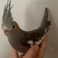 هلندی|پرنده|یزد, |دیوار