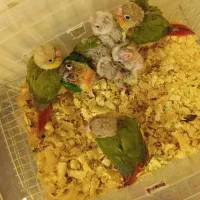 گرینچیک سرلاکی