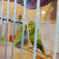 سه جفت ریمبو مولد باقفس|پرنده|بندر ماهشهر, |دیوار