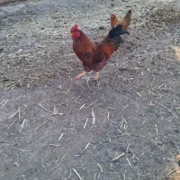 خروس محلی|حیوانات مزرعه|نیر (اردبیل), |دیوار