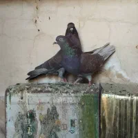 کبوتر جفت تهرانی سرخ