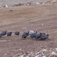 فروش مرغ مصری یا سه سار فقط با تماس