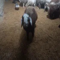 بره قوچ مخصوص کشتار وداشت