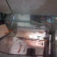 ماهی زینتی با قیمت باور نکردنی|ماهی|لردگان, |دیوار