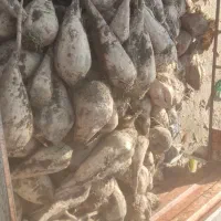 چغندر|عمده‌فروشی|سلماس, |دیوار