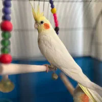 عروس هلندی|پرنده|ری, جوانمرد قصاب|دیوار