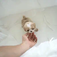 پت فینگیلی|سگ|بندرعباس, |دیوار