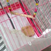 قفس پرنده|لوازم جانبی حیوانات|گرگان, |دیوار