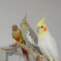 فروش عروس هلندی