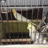 دوعدد عروس ۲ سال ونیم با قفس بزرگ و کلیه وسایل|پرنده|الوند, |دیوار