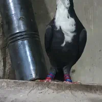 ریش سیاه با کلاغدم فروشی