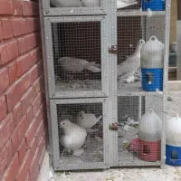 فروش کبوتر تزیینی و قفس