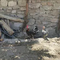 خروس گلین|حیوانات مزرعه|رامند, |دیوار