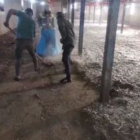 فروش کودمرغی سالنی