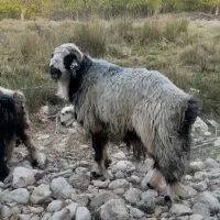 قوچ|حیوانات مزرعه|بوانات, |دیوار