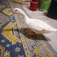 یک مرغابی فروش می‌رسد