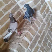 چند عدد کفتر درجه یک