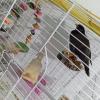 مرغ مینا سخنگو|پرنده|بندرعباس, |دیوار