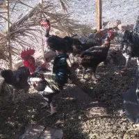 مرغ و خروس محلی اصل