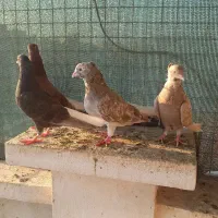 پرنده دم سفید کبوتر