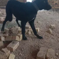 سگ افغان نر|سگ|قزوین, |دیوار